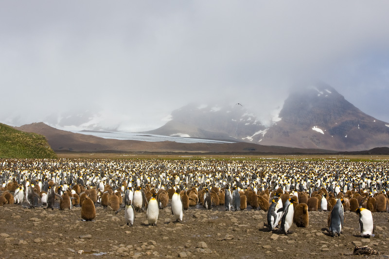 King Penguin Colony